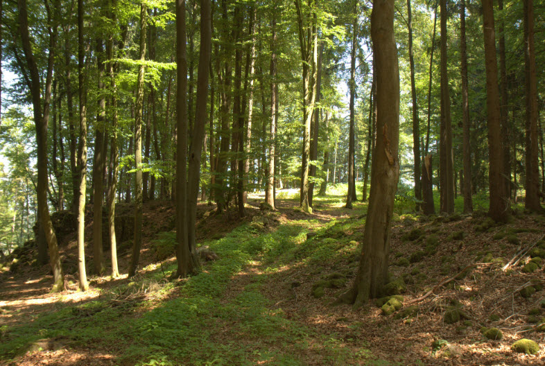 Burgstall Bachern, Germany
